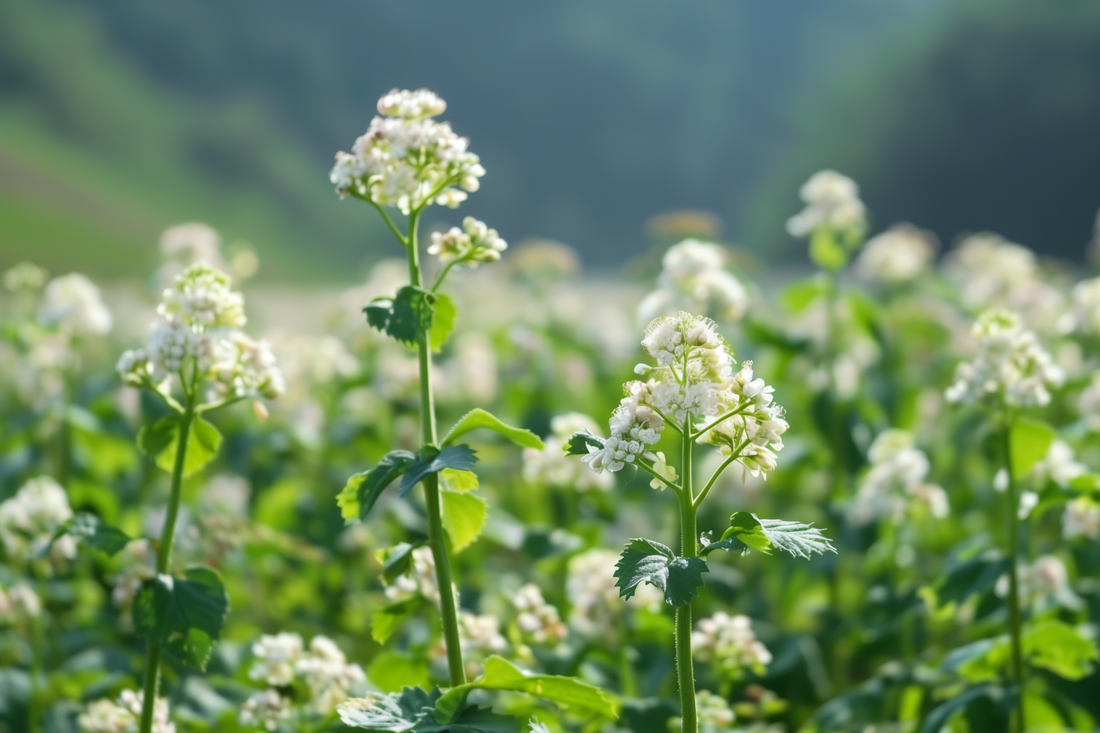 The Beauty and Benefits of Buckwheat Flowers: